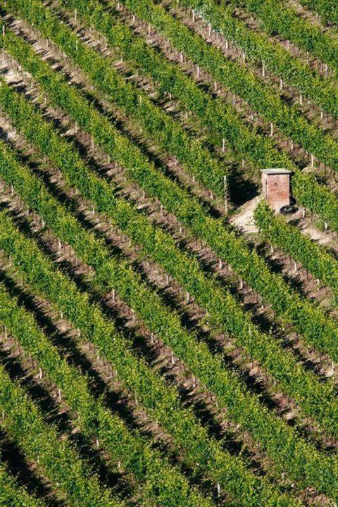 Agriturismo Cascina Rabalot Diano dʼAlba المظهر الخارجي الصورة